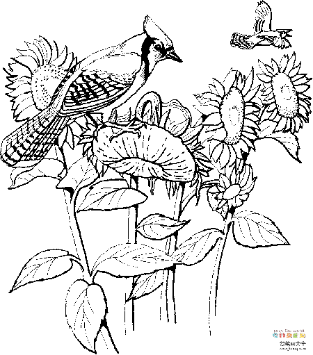 冠蓝鸦和向日葵