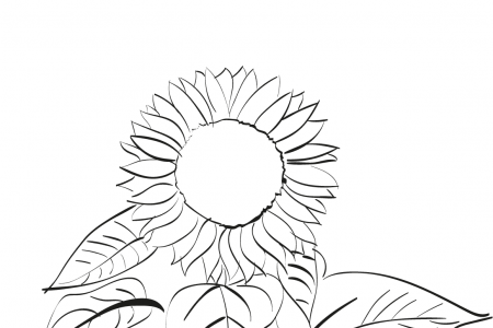 如何画向日葵