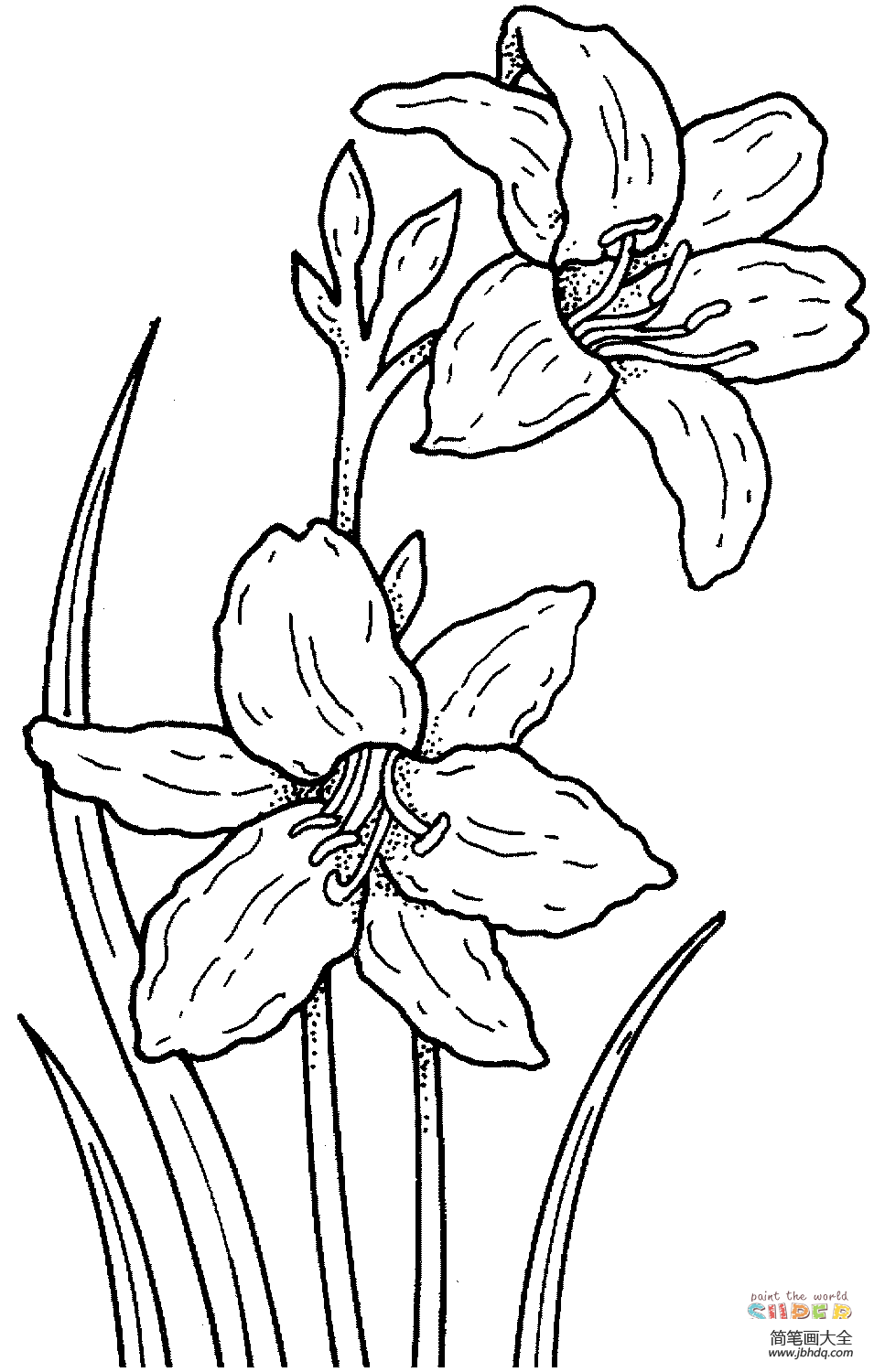水仙花的画法简单图片