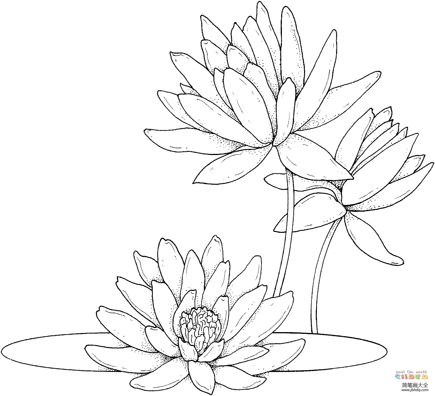 佛教莲花的画法图片
