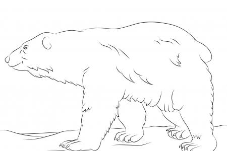 北极熊有厚厚的皮毛