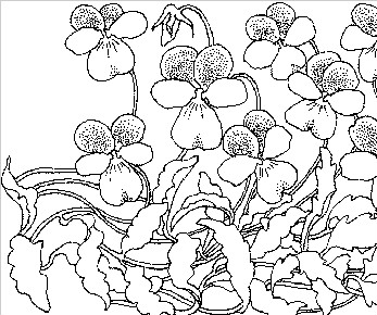 紫罗兰花丛