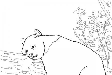 躺在树上的熊猫