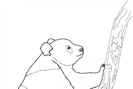 准备爬树的大熊猫