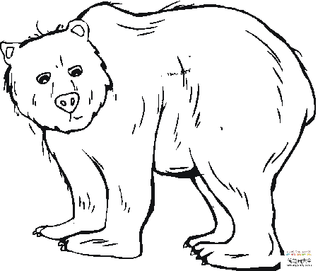 可爱的灰熊怎么画