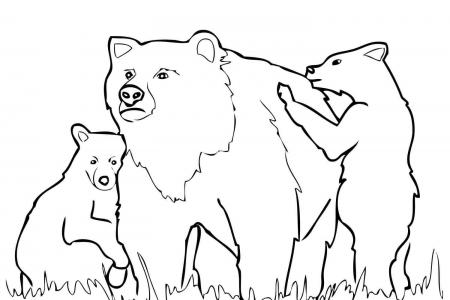 灰熊妈妈和两只小灰熊
