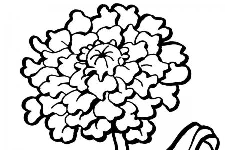 康乃馨花朵怎么画