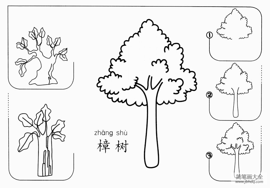 香樟树的简笔画图片