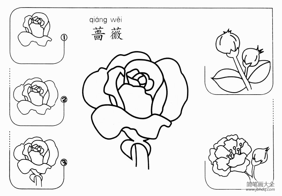 蔷薇简笔画简单图片
