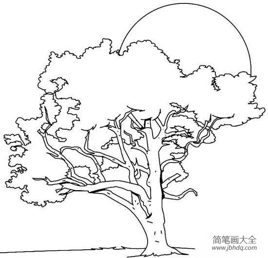 夕阳下茂盛的大树简笔画