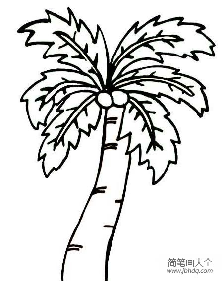 一棵高大上的椰子树简笔画图片