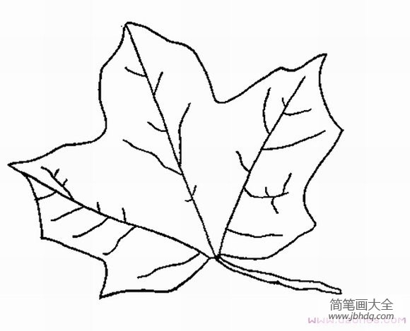 枫树的叶子简笔画图