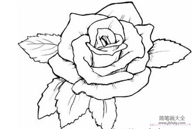 手绘简单漂亮的玫瑰花花瓣