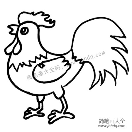 4.画出大公鸡漂亮的尾巴，羽毛和翅膀。