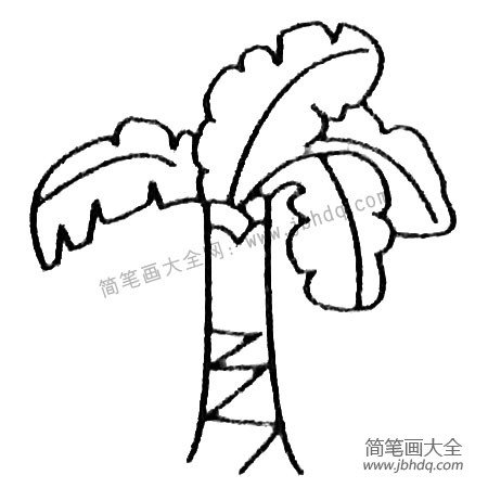 芭蕉树简笔画大全及画法步骤