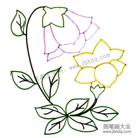 2.画出姐妹花的花茎，叶子的形状。