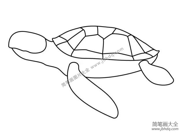 5.再画海龟灵活的四肢