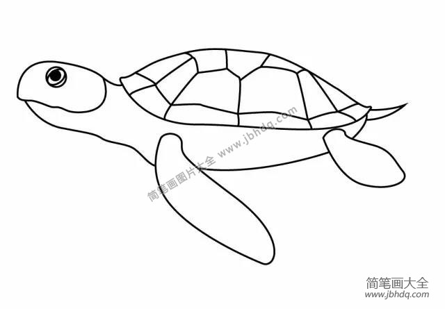 6.给海龟添加眼睛和尾巴~一只栩栩如生的海龟就诞生啦