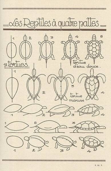 海龟的画法步骤图