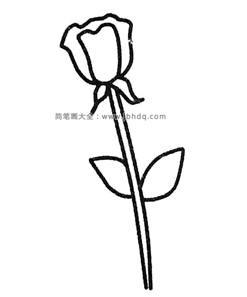 六张漂亮的玫瑰花简笔画图片