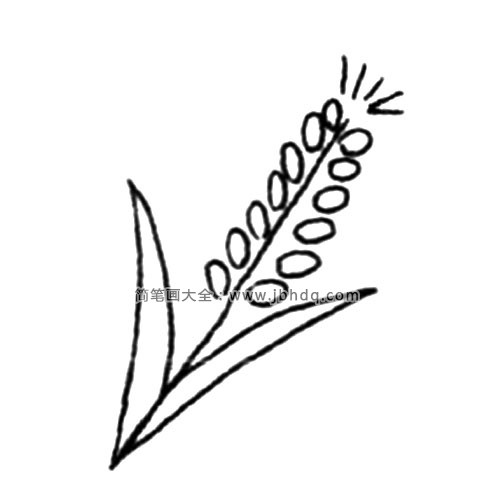 3.然后画麦粒，麦子的麦粒是由一个个不规则的小圆形排列组成的。