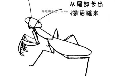 螳螂简笔画教程