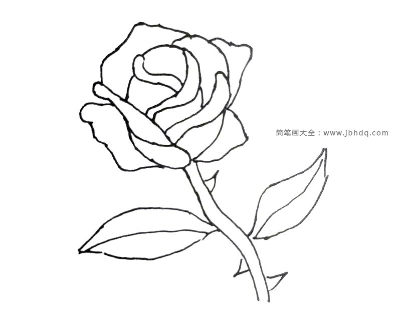 漂亮的玫瑰花