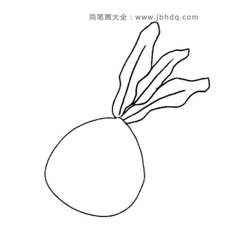 2.再画出萝卜上面的叶子。