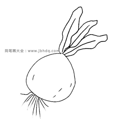 3.萝卜下面长长的须是它的根部。