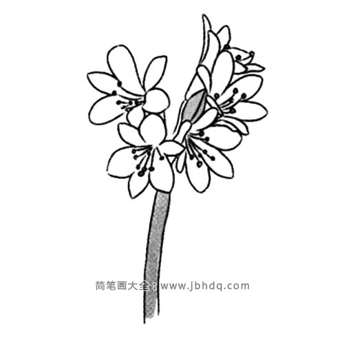 3.画出花茎。
