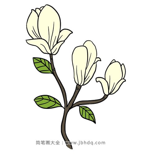 10.给你的玉兰花涂上颜色。南方木兰花有深绿色、有光泽的叶子和白色或奶油色的花。