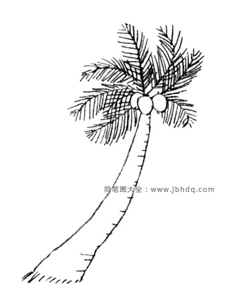 简单椰树简笔画教程