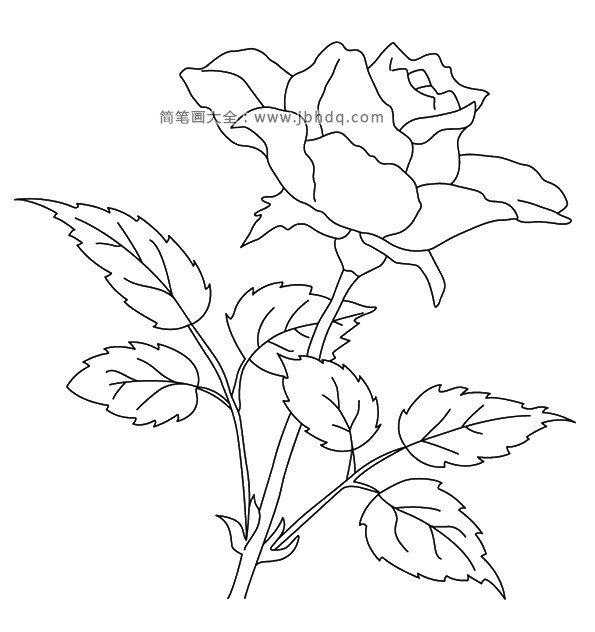 简笔画图片漂亮的玫瑰花