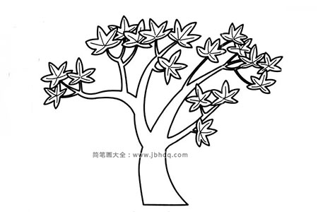 简单的枫树简笔画图片
