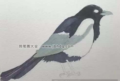 Step 4，群青加黑色给喜鹊背部羽毛上色。上部更突出群青色为喜鹊羽毛的反光。
