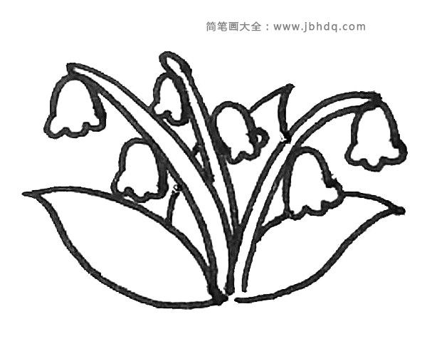 第五步：花画好以后，在用弧线画出铃兰的叶子。