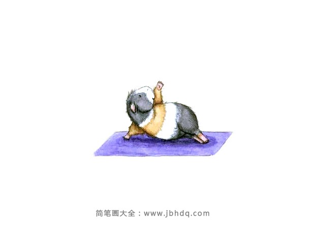 练瑜伽的老鼠3