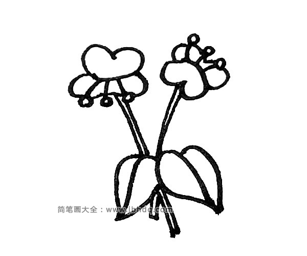 第八步：接着用竖线连接花和叶子，形成蝴蝶兰的茎。