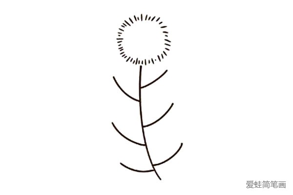 2.用小竖短线排列成圆形，作蒲公英的种子。