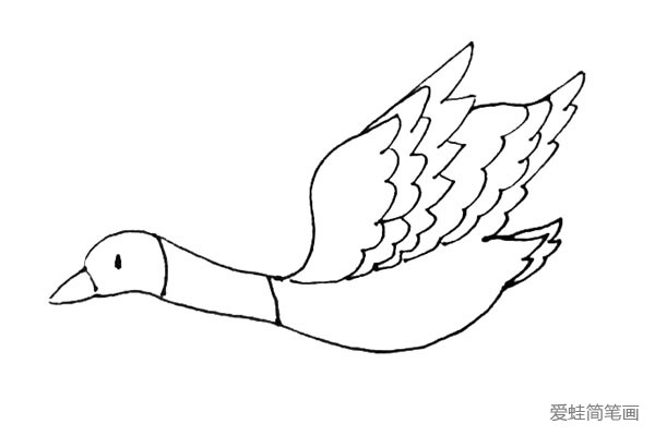 第七步：在后面用小折线给大雁画上两层尾部的羽毛。