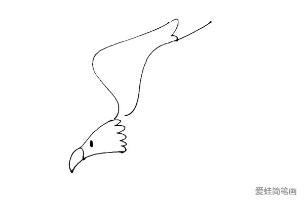 第三步：在老鹰头部的后面，画上去两条曲线，注意两条曲线的不同之处。