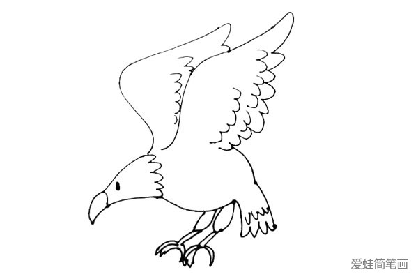 第七步：在老鹰的肚子下面画上两个椭圆形，再画上它的爪子，用弧线来表示。