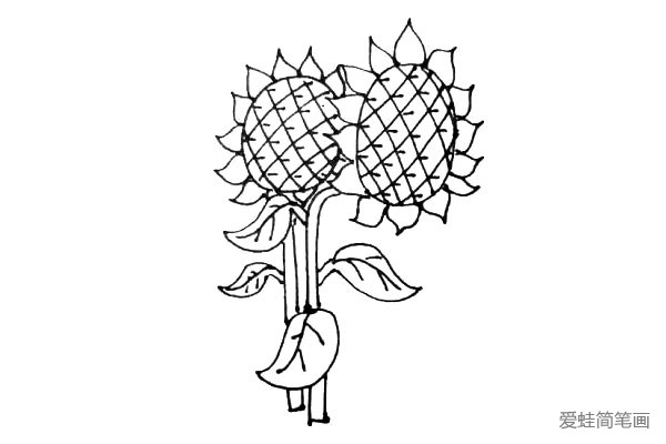第八步：一朵向日葵太孤单了，用刚刚的画法再画出一株向日葵吧。