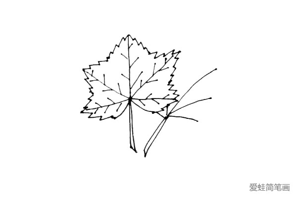 第六步：在枫叶旁边画上第二片枫叶，也是画上叶柄和伸出去五条线，注意观察变化。