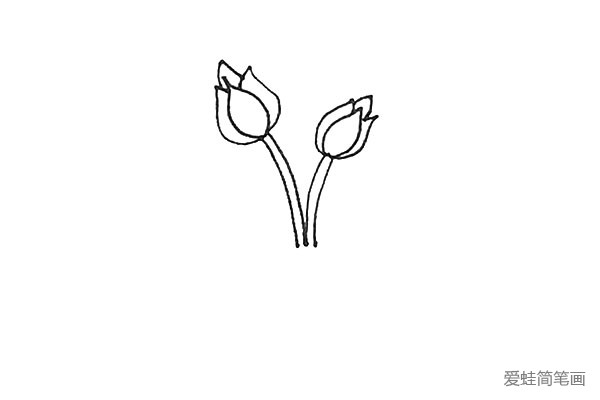 第五步：花骨朵的下面，用两条弧线画出花茎。