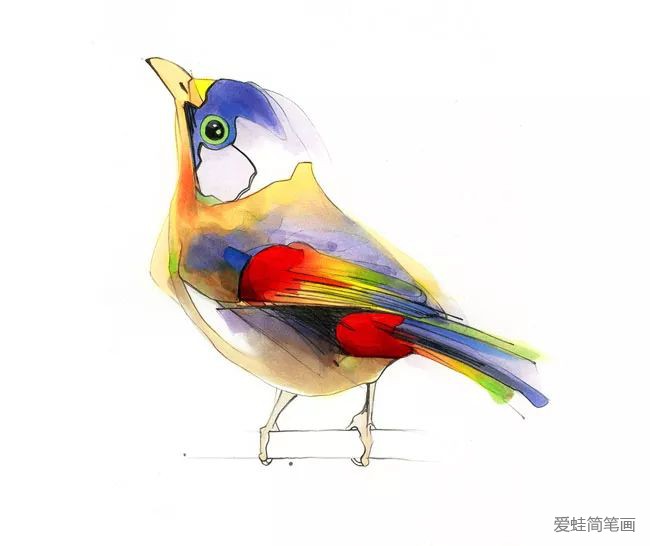 画小鸟的彩色插画欣赏4