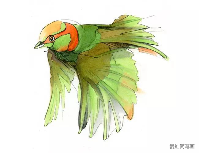 画小鸟的彩色插画欣赏10