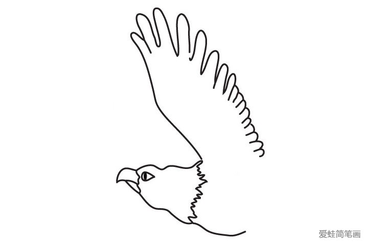 4.接下来画老鹰展开的大翅膀。