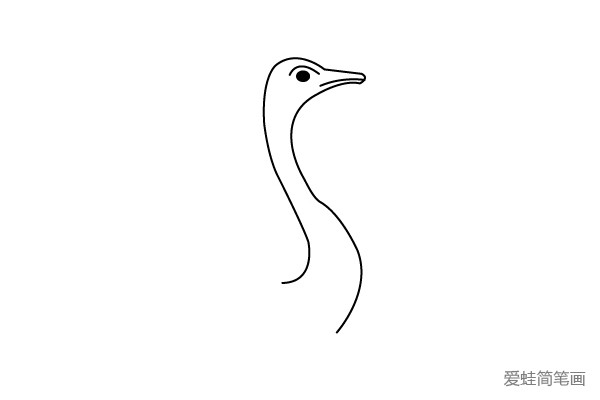 3.用两条弧线画出鸵鸟长长的脖子。