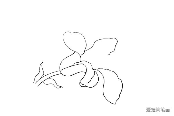 第六步:然后用不规则的曲线画出中间和下方的花瓣。